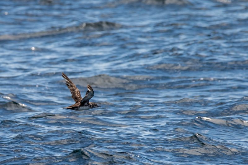Puffin des Baléares au large du Morbihan